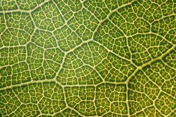 texture green leaf macro abstract background nature