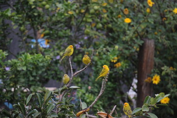Yellow birds in the tree