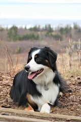 australian shepherd dog
