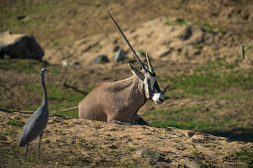 This image shows a wild oryx laying down in a grassy landscape next to a crane bird.