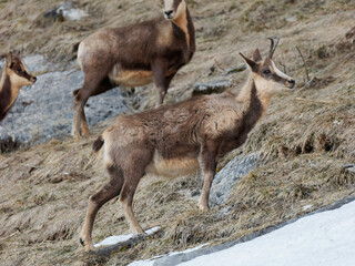 Cabras pirenaicas en Ordesa