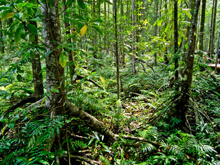 view of standing mangrove forest for production into wood charcoal