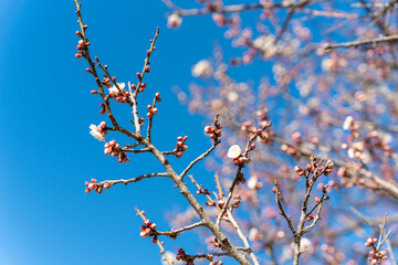 梅の花