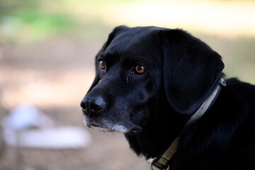 Black labrador retriever