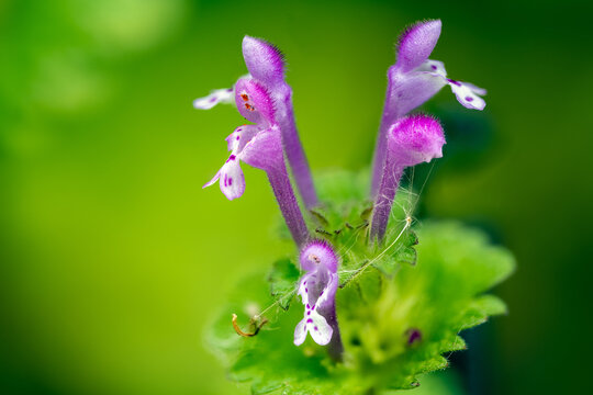 Common henbit (Lamium amplexicaule)
