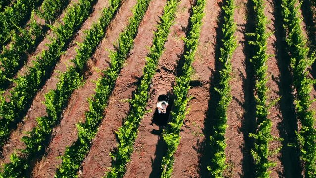 Aerial orbiting shot of Viniculture Specialist evaluating soil in Vineyards of Maipo valley, Chile