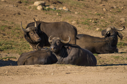 This image shows a group of Domestic water buffalo lying together in a natural landscape.