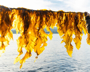 Seaweed Fresh from Ocean Water in the Sunlight © Tatum