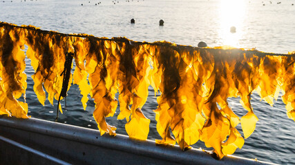 Seaweed Fresh from Ocean Water in the Sunlight