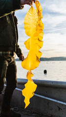 Seaweed Fresh from Ocean Water in the Sunlight
