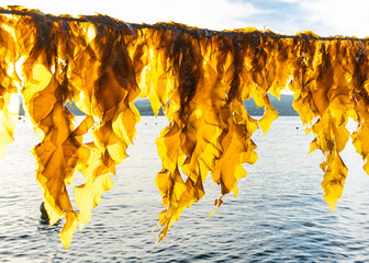 Seaweed Fresh from Ocean Water in the Sunlight