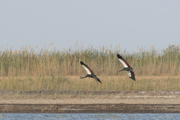 Pair of black crowned cranes flying