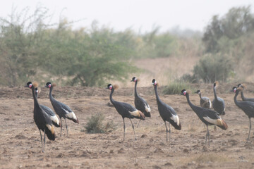 Obraz premium Flock of black crowned cranes