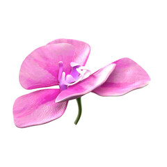 Orchid flower 3d illustration