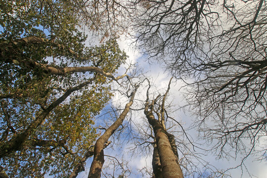 	
Looking Up At Trees In Winter	