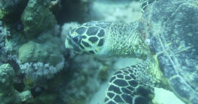 Sea Turtle in the Coral Reef of The Red Sea of Egypt . Turtles are reptiles of the order Testudines and of the suborder Cryptodira. 4K