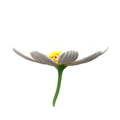 cosmos flower 3d illustration