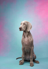 Fototapeta premium Weimaraner puppy on a bright background. Portrait of a gray dog. Funny Pet in the studio