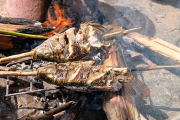 Cooking and grilling freshly caught, chargrilled freshwater fish on sticks over open campfire in natural outdoor environment