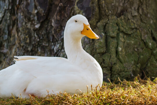 The snow goose (Anser caerulescens)  sitting on a grass under the tree in city park