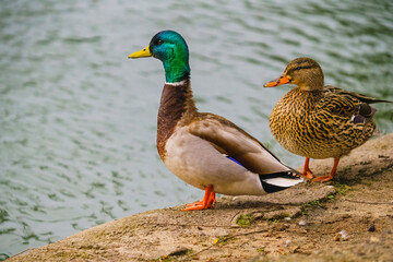 Mallard ducks (Anas platyrhynchos). Close-up portraits of a male and female wild ducks standing on...