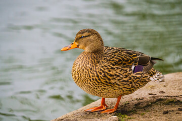 Mallard duck (Anas platyrhynchos), female, standing on the beach, close to the lake. Close up portrait of wild duck