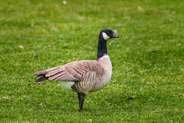 The Canada goose, wild goose with a black head and neck, and white cheeks, standing on the beach close to the lake. Close-up portrait.