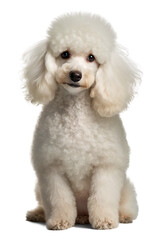 Fluffy Poodle, dog portrait, isolated background. Generative Ai