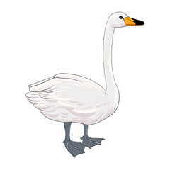 vector drawing sketch of white swan, hand drawn bird, isolated nature design element