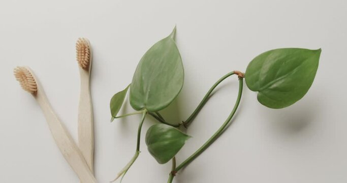 Close up of two toothbrushes and plant on white background