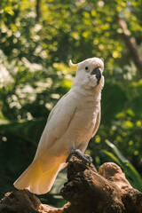 A close up yellow crested cockatoo sits on a branch with blurry background and no people