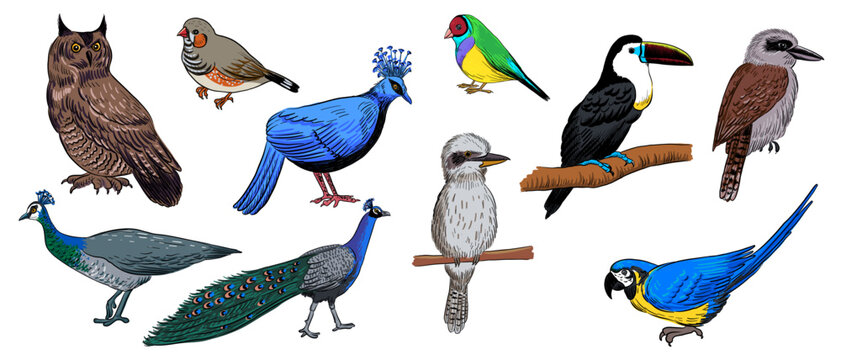 vector drawing sketch of tropical birds, ara parrot, peacock, toucan, kookaburra, finches and owl, hand drawn illustration , isolated nature design element