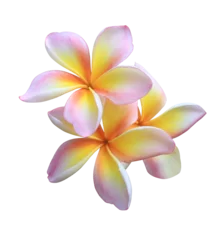 Foto op Plexiglas Plumeria or Frangipani or Temple tree flower. Close up pink-yellow frangipani flowers bouquet isolated on transparent background. © Tonpong