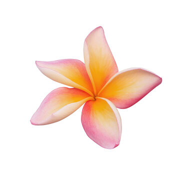 Plumeria or Frangipani or Temple tree flower. Close up yellow-pink frangipani flowers isolated on transparent background.