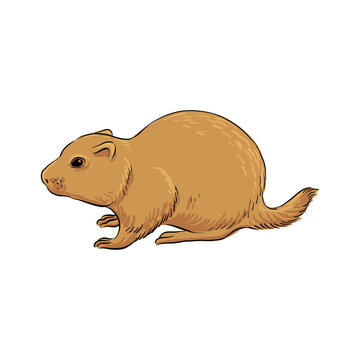 vector drawing sketch of animal, hand drawn ground squirrel, European souslik, isolated nature design element