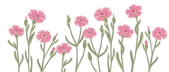 Schilderijen op glas maiden pink, field flowers, vector drawing wild plants at white background, floral elements, hand drawn botanical illustration © cat_arch_angel