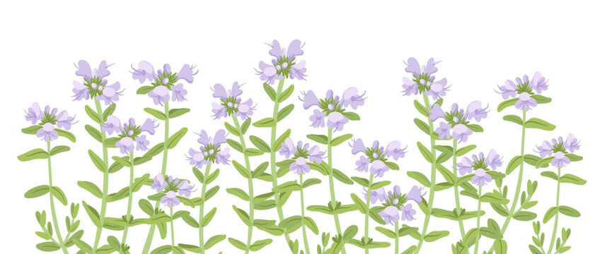 thyme, field flowers, vector drawing wild plants at white background, floral elements, hand drawn botanical illustration
