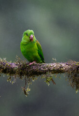 Plain Parakeet portrait on  mossy stick on rainy day against dark background