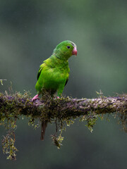 Plain Parakeet portrait on  mossy stick on rainy day against dark background