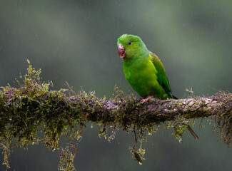 Plain Parakeet portrait on  mossy stick on rainy day against dark background