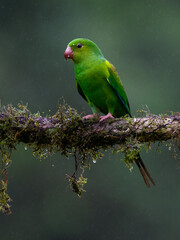 Plain Parakeet portrait on  mossy stick on rainy day against dark background
