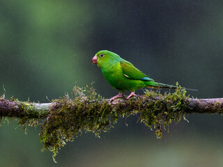 Plain Parakeet portrait on  mossy stick on rainy day against dark background