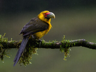 Saffron Toucanet portrait on  mossy stick on rainy day against dark background