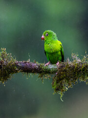 Plain Parakeet portrait on  mossy stick on rainy day against dark background