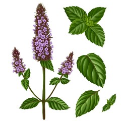 drawing mint plant with flowers and green leaves, mentha piperita, peppermint,, medicinal plant, aromatic herb, hand drawn illustration
