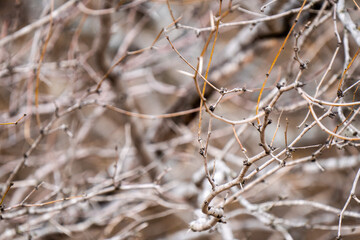  a branch