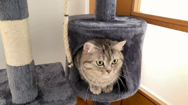 Close up beautiful gracious Persian cat turning muzzle and looking inside of home.