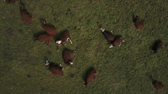 Cows Lying On Green Field In Haute Savoie, France. Aerial Top-down Directly Above