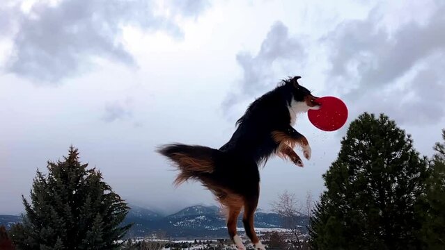 Cinematic shot of dog catching frisbee in air.  Slow motion.  Snowy mountains and clouds in background.