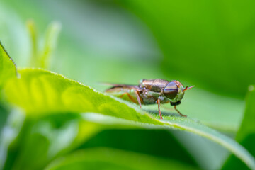 common green colonel fly aka Oplodontha viridula